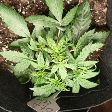 Strawberry Pie  growlog timeline photo
