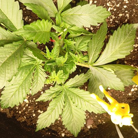 Strawberry Pie  growlog timeline photo