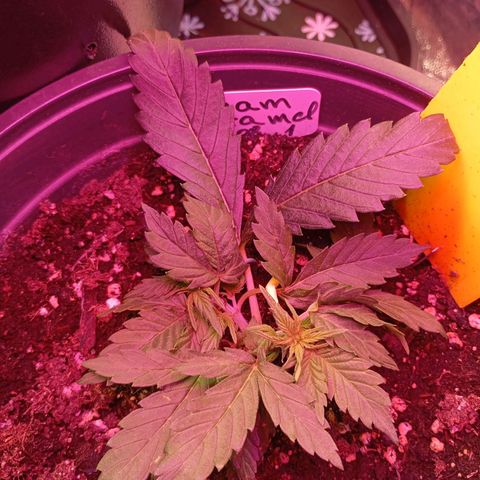 Strawberry Pie  growlog timeline photo