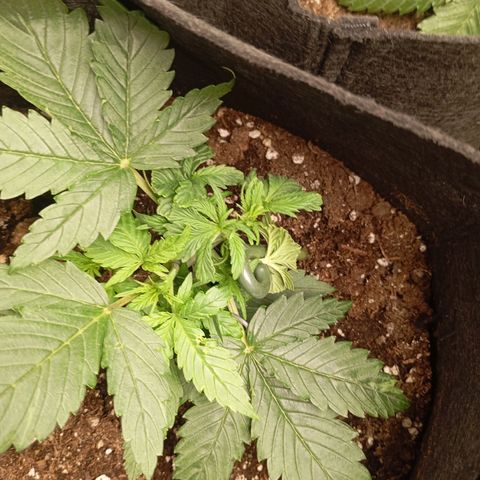 Strawberry Pie  growlog timeline photo