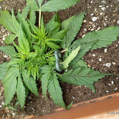 Strawberry Pie  growlog timeline photo