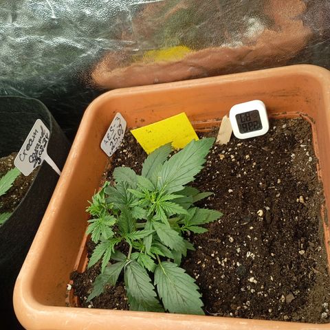 Strawberry Pie  growlog timeline photo