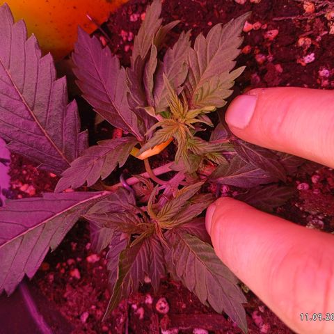 Strawberry Pie  growlog timeline photo