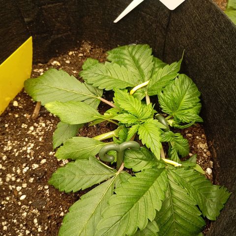 Strawberry Pie  growlog timeline photo