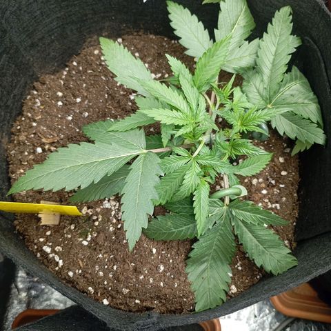 Strawberry Pie  growlog timeline photo