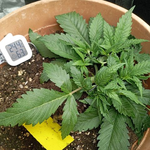 Strawberry Pie  growlog timeline photo