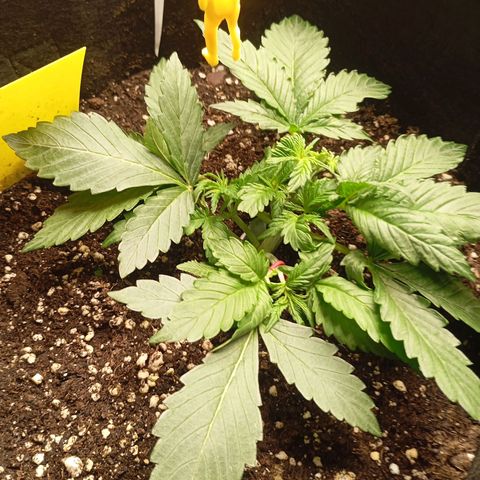 Gorilla Cookie  growlog timeline photo