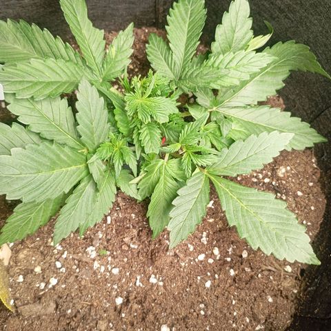 Gorilla Cookie  growlog timeline photo