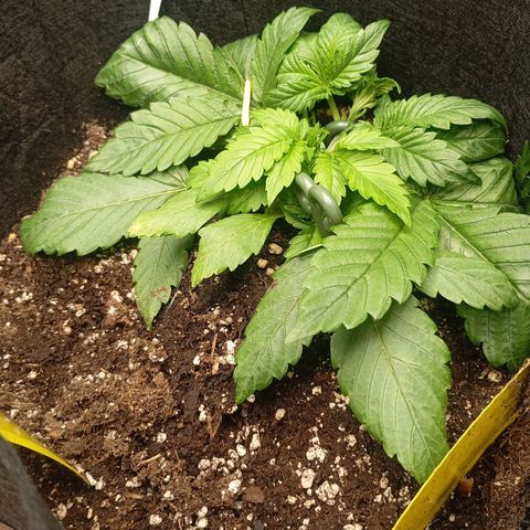 Gelato Auto OG growlog timeline photo