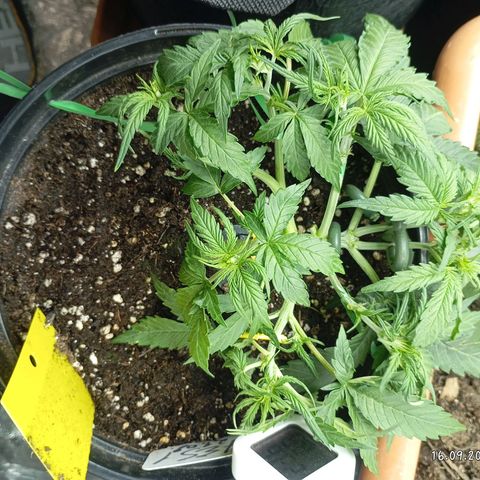 Strawberry Pie  growlog photo: Fast alle Ladys sind mit Training fertig, jetzt haben die erst Mal Zeit sich zu erholen. Fast alle Damen sind am blühen,es wurde etwas leckeres zu essen serviert und danach die Haare schön gemacht.
