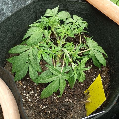 Strawberry Pie  growlog photo: Fast alle Ladys sind mit Training fertig, jetzt haben die erst Mal Zeit sich zu erholen. Fast alle Damen sind am blühen,es wurde etwas leckeres zu essen serviert und danach die Haare schön gemacht.