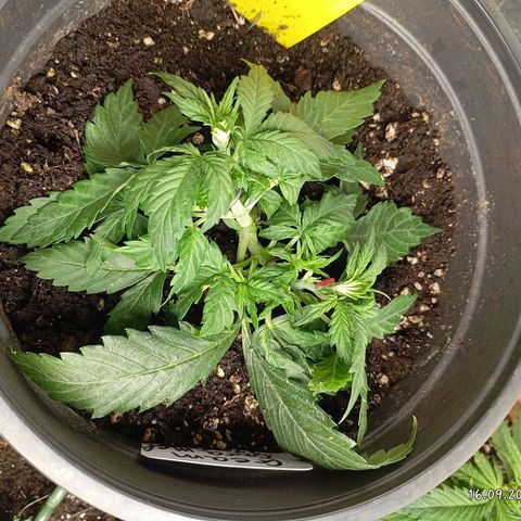 Strawberry Pie  growlog photo: Fast alle Ladys sind mit Training fertig, jetzt haben die erst Mal Zeit sich zu erholen. Fast alle Damen sind am blühen,es wurde etwas leckeres zu essen serviert und danach die Haare schön gemacht.
