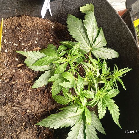 Strawberry Pie  growlog photo: Fast alle Ladys sind mit Training fertig, jetzt haben die erst Mal Zeit sich zu erholen. Fast alle Damen sind am blühen,es wurde etwas leckeres zu essen serviert und danach die Haare schön gemacht.