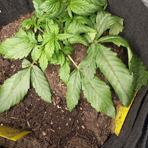 Strawberry Pie  growlog photo: Fast alle Ladys sind mit Training fertig, jetzt haben die erst Mal Zeit sich zu erholen. Fast alle Damen sind am blühen,es wurde etwas leckeres zu essen serviert und danach die Haare schön gemacht.
