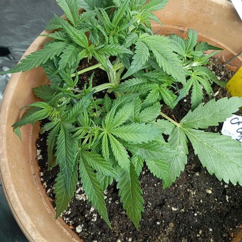 Strawberry Pie  growlog photo: Fast alle Ladys sind mit Training fertig, jetzt haben die erst Mal Zeit sich zu erholen. Fast alle Damen sind am blühen,es wurde etwas leckeres zu essen serviert und danach die Haare schön gemacht.