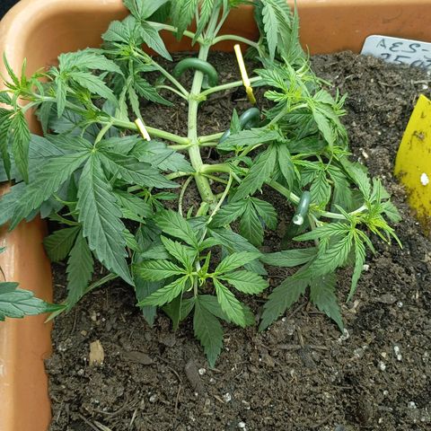 Strawberry Pie  growlog photo: Fast alle Ladys sind mit Training fertig, jetzt haben die erst Mal Zeit sich zu erholen. Fast alle Damen sind am blühen,es wurde etwas leckeres zu essen serviert und danach die Haare schön gemacht.