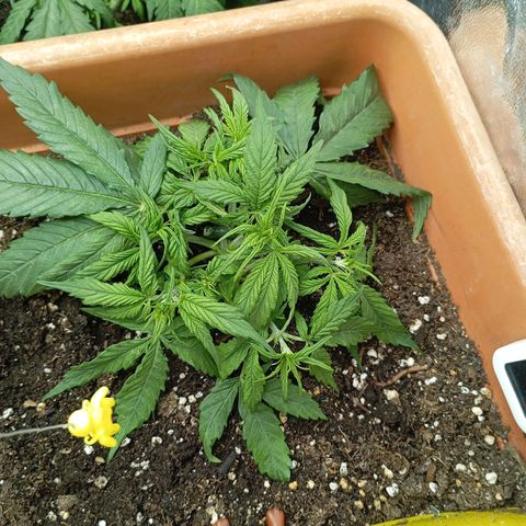 Strawberry Pie  growlog photo: Fast alle Ladys sind mit Training fertig, jetzt haben die erst Mal Zeit sich zu erholen. Fast alle Damen sind am blühen,es wurde etwas leckeres zu essen serviert und danach die Haare schön gemacht.