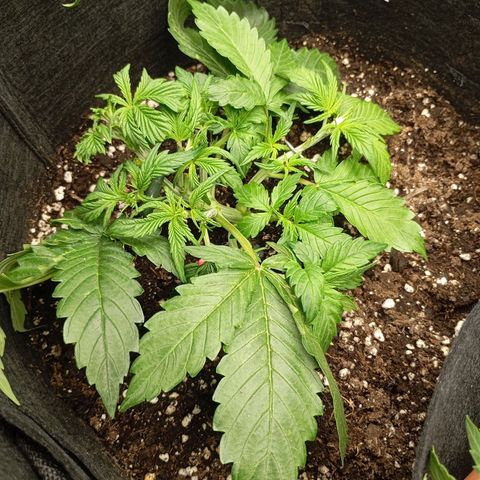 Strawberry Pie  growlog photo: Fast alle Ladys sind mit Training fertig, jetzt haben die erst Mal Zeit sich zu erholen. Fast alle Damen sind am blühen,es wurde etwas leckeres zu essen serviert und danach die Haare schön gemacht.