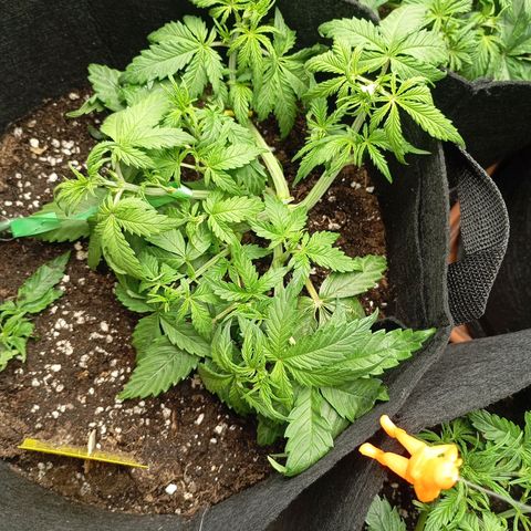 Strawberry Pie  growlog photo: Fast alle Ladys sind mit Training fertig, jetzt haben die erst Mal Zeit sich zu erholen. Fast alle Damen sind am blühen,es wurde etwas leckeres zu essen serviert und danach die Haare schön gemacht.