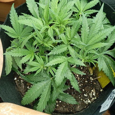 Strawberry Pie  growlog timeline photo