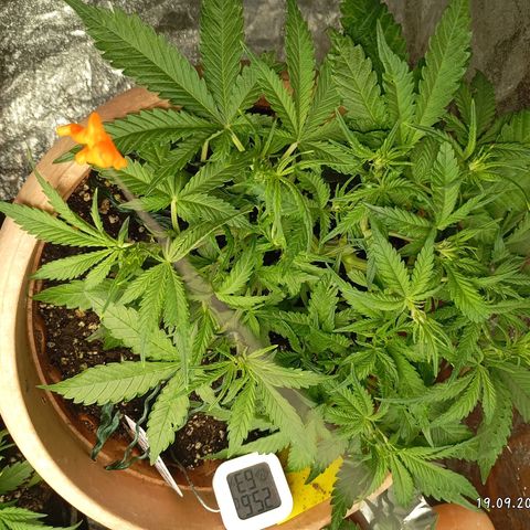 Strawberry Pie  growlog timeline photo