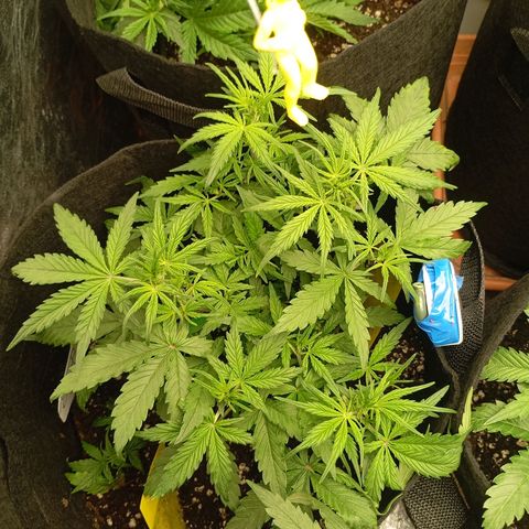 Strawberry Pie  growlog timeline photo