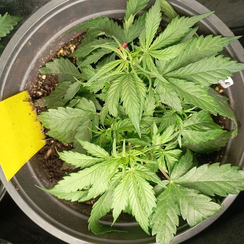 Strawberry Pie  growlog timeline photo