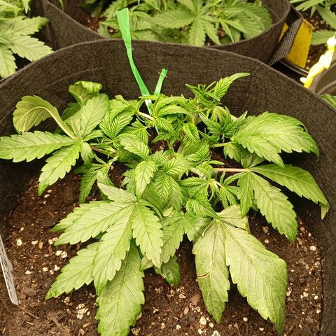 Strawberry Pie  growlog timeline photo