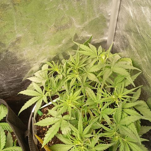 Strawberry Pie  growlog timeline photo