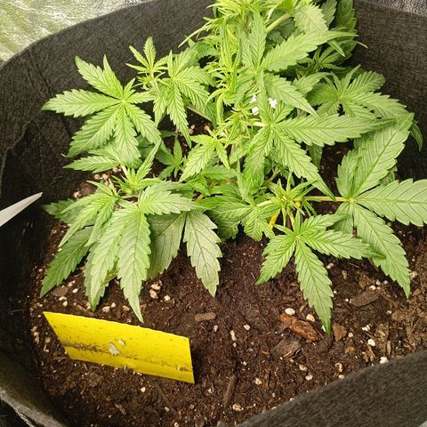 Strawberry Pie  growlog timeline photo