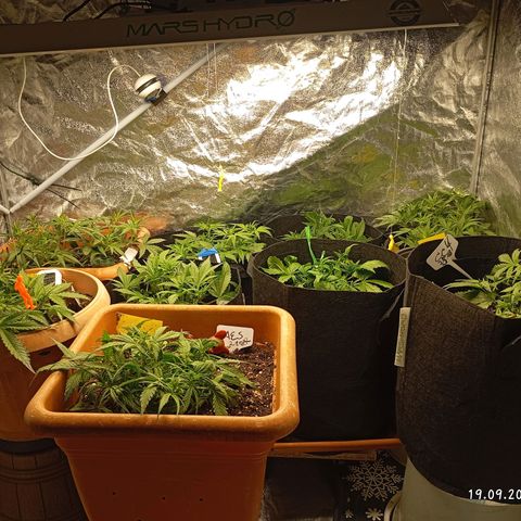 Strawberry Pie  growlog timeline photo