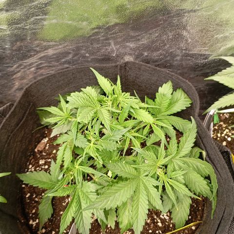 Strawberry Pie  growlog timeline photo