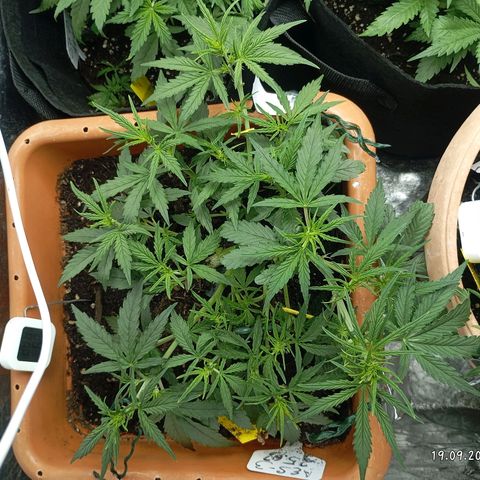 Strawberry Pie  growlog timeline photo