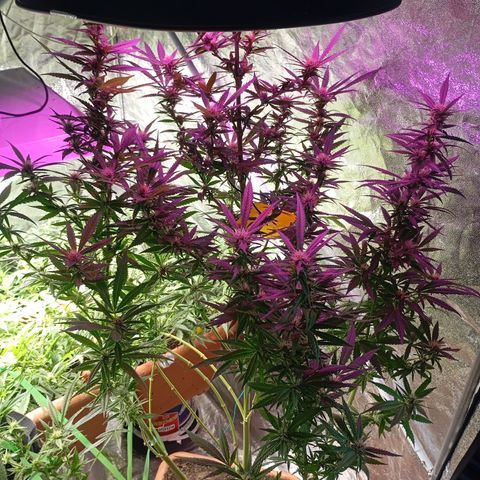 Strawberry Pie  growlog timeline photo