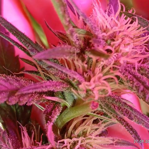 Strawberry Pie  growlog timeline photo