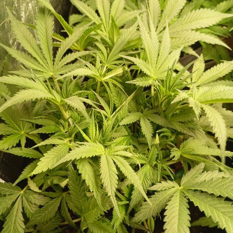 Strawberry Pie  growlog timeline photo