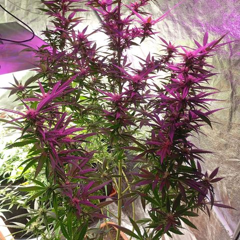 Strawberry Pie  growlog timeline photo
