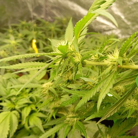 Strawberry Pie  growlog timeline photo