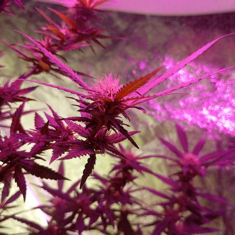 Strawberry Pie  growlog timeline photo