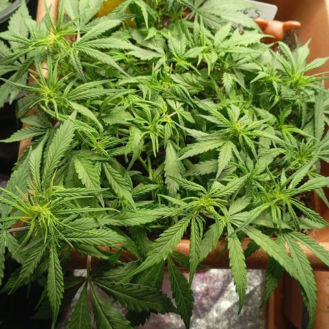 Strawberry Pie  growlog timeline photo