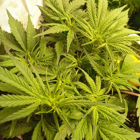 Strawberry Pie  growlog timeline photo