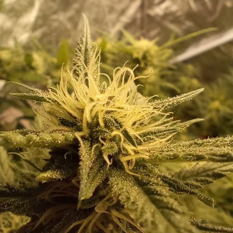 Strawberry Pie  growlog timeline photo
