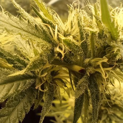 Strawberry Pie  growlog timeline photo