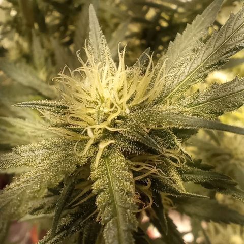 Strawberry Pie  growlog timeline photo