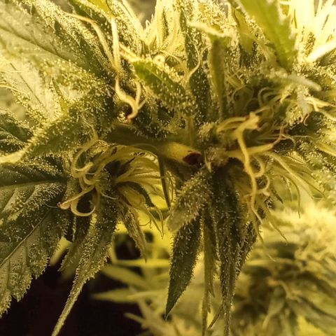 Strawberry Pie  growlog timeline photo