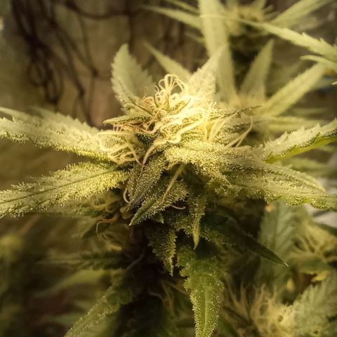 Strawberry Pie  growlog timeline photo