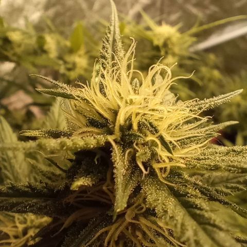 Strawberry Pie  growlog timeline photo