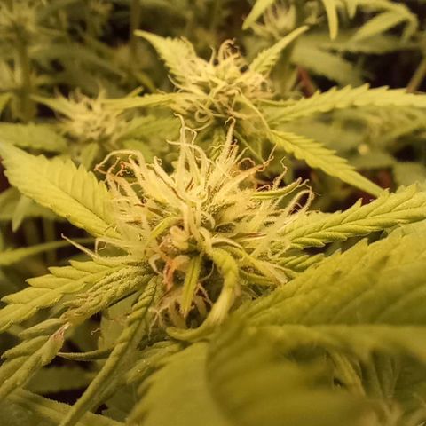 Strawberry Pie  growlog timeline photo