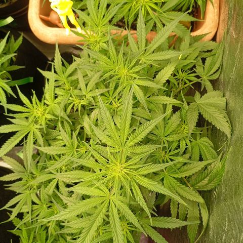 Strawberry Pie  growlog photo: Morgen ist der Tag "X"gekommen, die ersten Auto easy Skunk können geerntet werden. Die sind aber nicht so weit, leider.