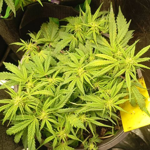 Strawberry Pie  growlog photo: Morgen ist der Tag "X"gekommen, die ersten Auto easy Skunk können geerntet werden. Die sind aber nicht so weit, leider.